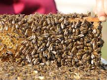 Honigbienen