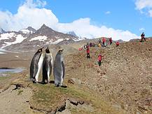 K�nigspinguine, wir sind hier - was macht ihr?