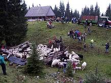 Schafabtrieb auf der Iglmoosalm