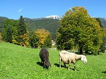 wie sch�n ist es zuhause, gr�ne Wiesen, wei�e Berge