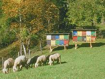 Bienen und Schafe in einer noch intakten Natur