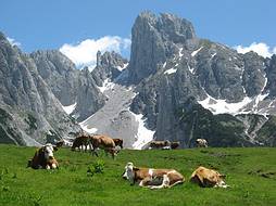 Almsommer auf der Stuhlalm