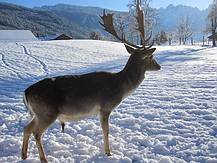Gosauer Hirsch