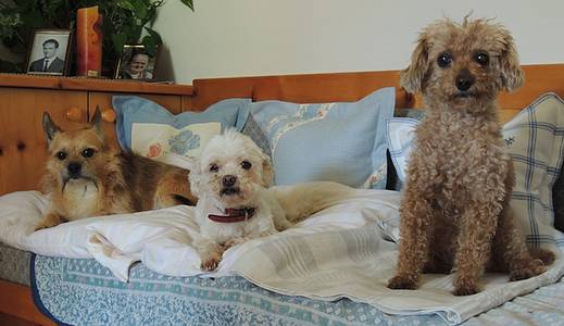 Drei Sofahunde unterhalten sich