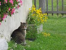 Mimi die Tiger Katze vor der Almh�tte