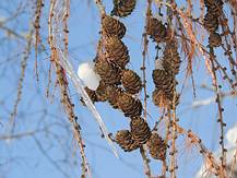 Lärchenzapfen, winterlicher Baumschmuck