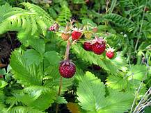 Walderdbeeren