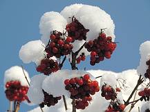 Rote Beeren mit Schneehaube