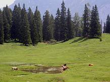 Almsee auf der Plankensteinalm in Gosau