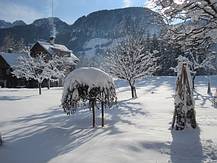 Baum mit Schneehaube