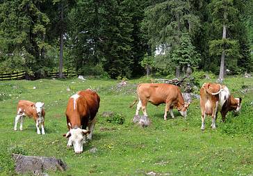 Weiderecht auf Waldfl�chen der Bundesforste