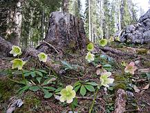 Schneerosenfeld hinter der Igloosalm