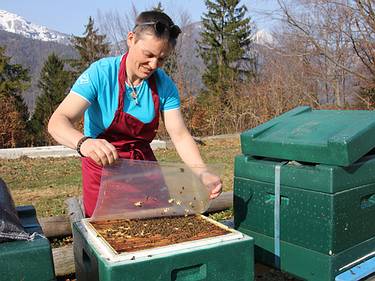 Imkerin mit dem Bienenstock bei der Arbeit