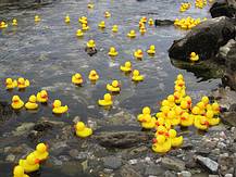 450 kleine, gelbe Enten schwimmen dem Ziel entgegen