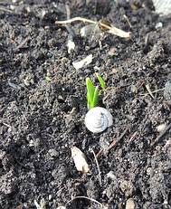 die ersten Blumen spitzen aus der Erde, 9. J�nner 2013