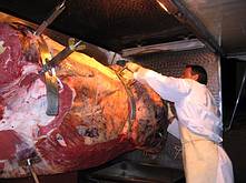den Ochsen mit 5-6kg Ochsengew�rz einreiben