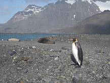 K�nigspinguin