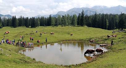 und Kühe gibts auch viele auf unserer Plankensteinalm, die trinken aus unserem Almteich