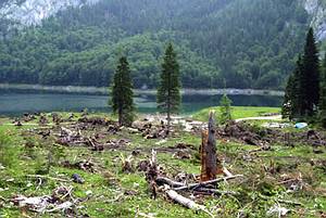 Der zers�rte Almboden beim Hinteren Gosausee