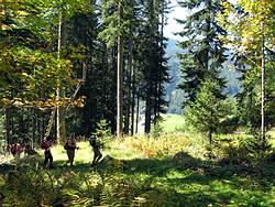 Der Weg führt durch schattigen Wald