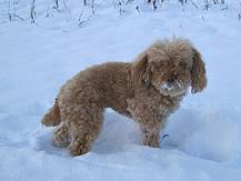 Tina, der Zwergpudel, im Schnee