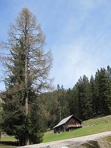 Iglmoosalm