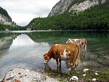 der Hintere Gosausee ist voll