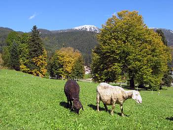 Schlosspark mit Schafen, Foto Anni Ringer