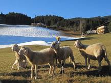 Schafe auf der Piste