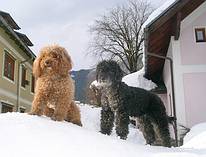 wir sind die Gemeindewachhunde und jagen auch Katzen, aber trotzdem zählen wir nicht zu den Jagdhunden...