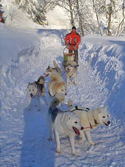 Schlittenhundegespann mit Paul