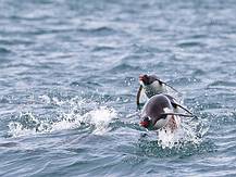 und sie fliegen doch - Pinguine