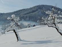 Gosau Vordertal, eingeschneite Apfelbäumchen