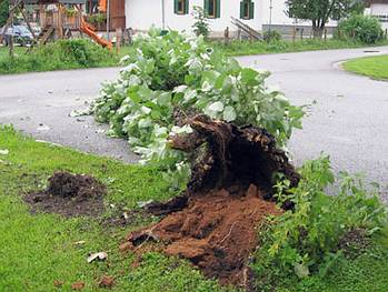 gefallene Pappel hinter dem Gemeindeamt