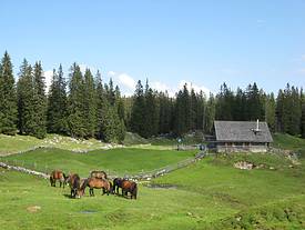 Pferde auf der Alm