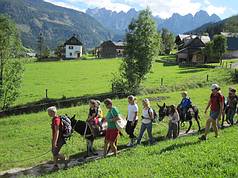 Mit Eseln unterwegs im Gosautal