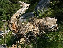 Wurzel
