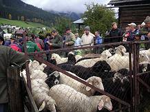 Schafverteilung beim Sch�fferanger im Gosautal