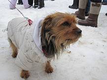 so ein Hundewetter!