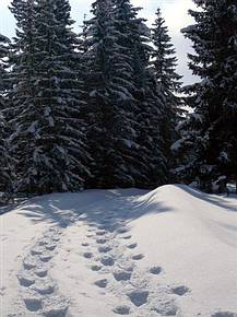 Spuren im Schnee