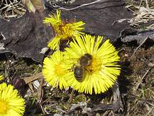 Huflattich mit Biene, erste Fr�hlingsboten