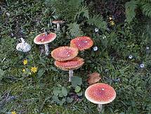 Fliegenpilz