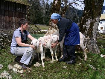 in vielen b�uerlichen Kleinbetrieben werden Schafe gehalten, Schafschur nach dem Almabtrieb