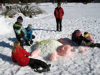 bunte Schneeschildkr�ten