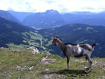 Blick zum Pass Gsch�tt und nach Gosau