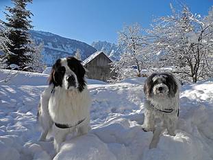 Hundeleben in Gosau