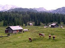 Almsommer auf der Plankensteinalm in Gosau