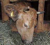 Bella hiesst im wirklichen Leben L�tizia und ist ein Murbodner Kuh