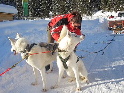 Einspannen der Schlittenhunde