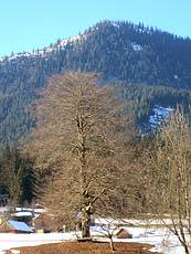 Blutbuche bei der ehemaligen Forstverwaltung